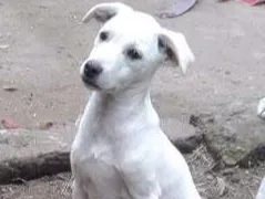 Cachorro ra a Vira lata idade 2 a 6 meses nome Ainda não tem