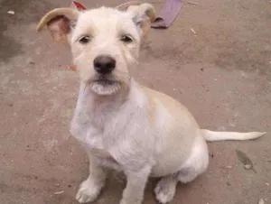 Cachorro raça Vira lata idade 2 a 6 meses nome Ainda não tem
