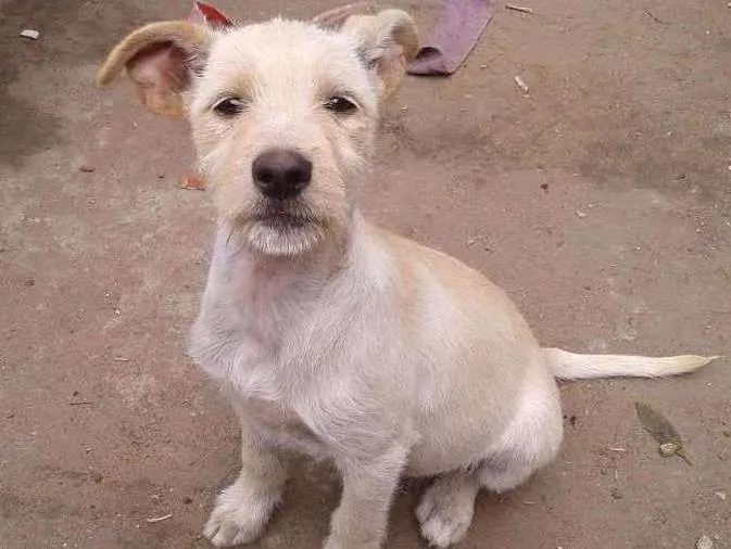 Cachorro ra a Vira lata idade 2 a 6 meses nome Ainda não tem