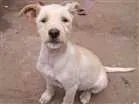 Cachorro raça Vira lata idade 2 a 6 meses nome Ainda não tem