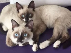 Gato raça SRD idade 2 a 6 meses nome Ana Beatriz/Geovana