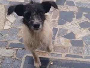 Cachorro raça MESTIÇO  idade 6 ou mais anos nome SEM NOME 