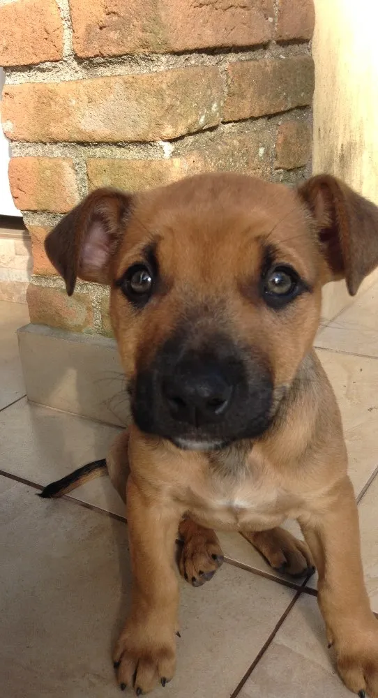 Cachorro ra a Vira lata idade 2 a 6 meses nome Doa se 2 fêmeas