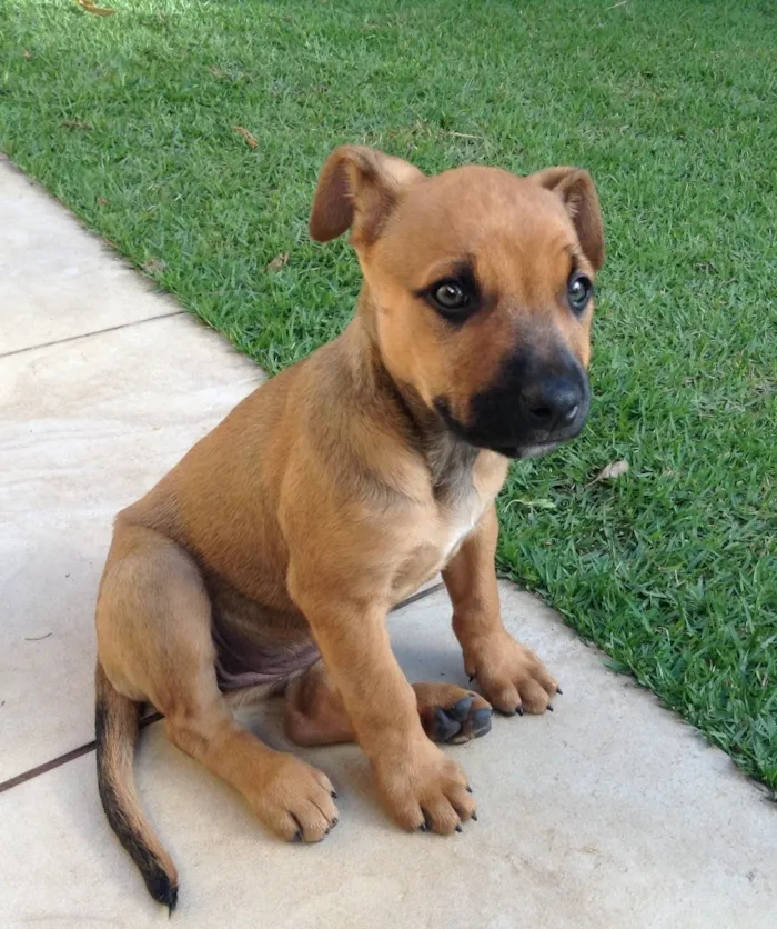 Cachorro ra a Vira lata idade 2 a 6 meses nome Doa se 2 fêmeas