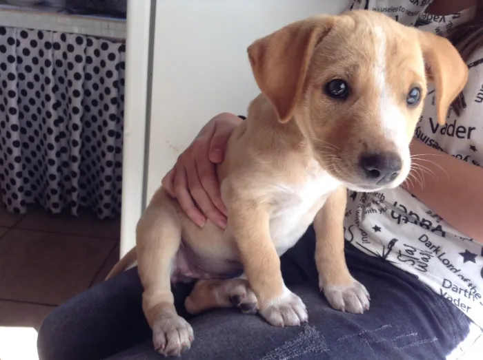 Cachorro ra a Vira lata idade 2 a 6 meses nome Doa se 2 fêmeas