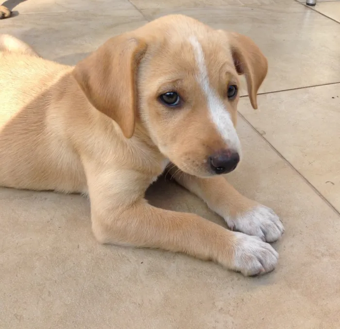Cachorro ra a Vira lata idade 2 a 6 meses nome Doa se 2 fêmeas