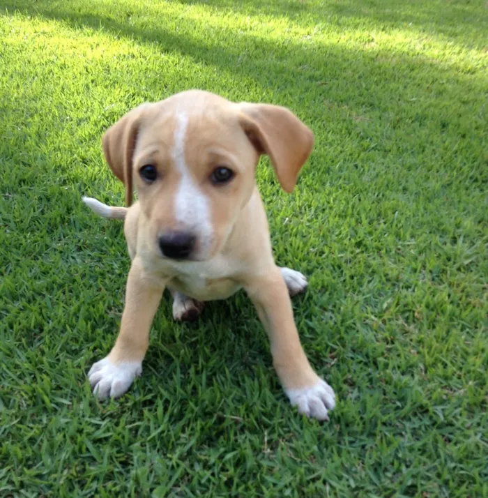 Cachorro ra a Vira lata idade 2 a 6 meses nome Doa se 2 fêmeas