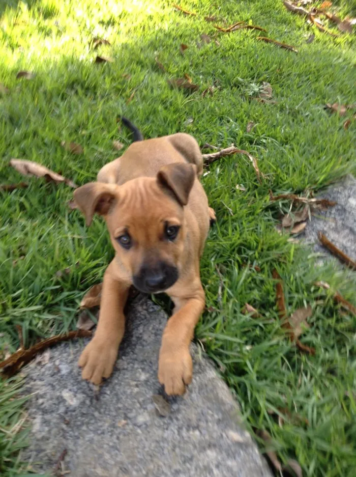 Cachorro ra a Vira lata idade 2 a 6 meses nome Doa se 2 fêmeas