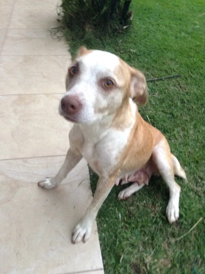 Cachorro ra a Vira lata idade 2 a 6 meses nome Doa se 2 fêmeas