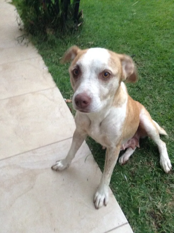 Cachorro ra a Vira lata idade 2 a 6 meses nome Doa se 2 fêmeas