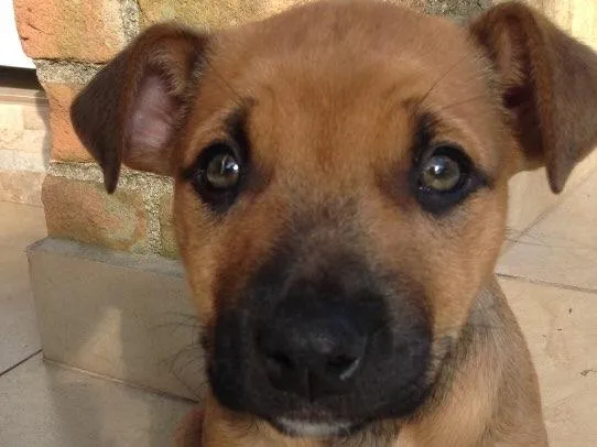 Cachorro ra a Vira lata idade 2 a 6 meses nome Doa se 2 fêmeas