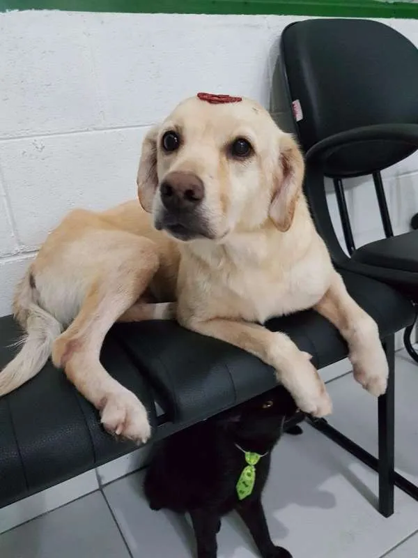 Cachorro ra a SRD idade 4 anos nome Banguela 