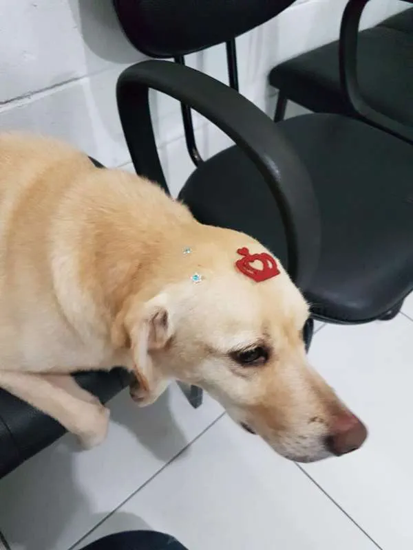 Cachorro ra a SRD idade 4 anos nome Banguela 