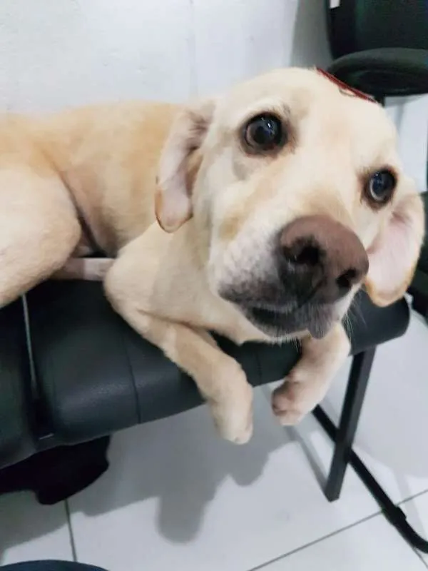 Cachorro ra a SRD idade 4 anos nome Banguela 