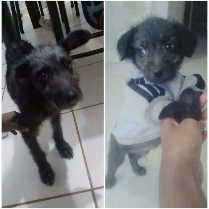 Cachorro ra a Misturado com poodle idade 2 a 6 meses nome Tedy