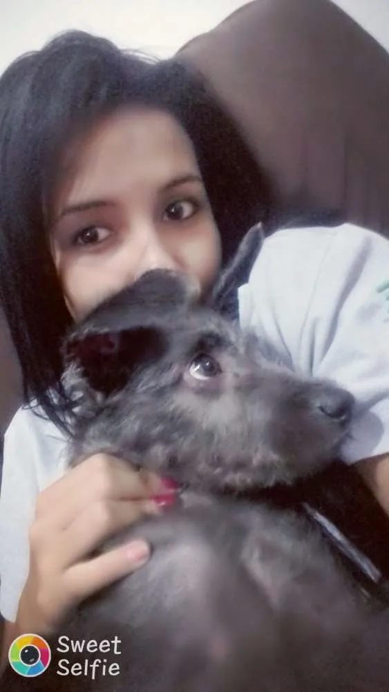 Cachorro ra a Misturado com poodle idade 2 a 6 meses nome Tedy