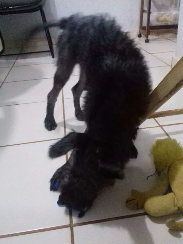 Cachorro ra a Misturado com poodle idade 2 a 6 meses nome Tedy