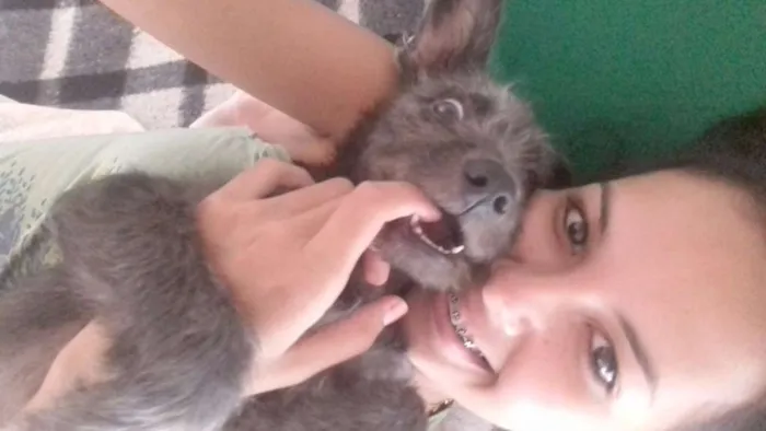 Cachorro ra a Misturado com poodle idade 2 a 6 meses nome Tedy