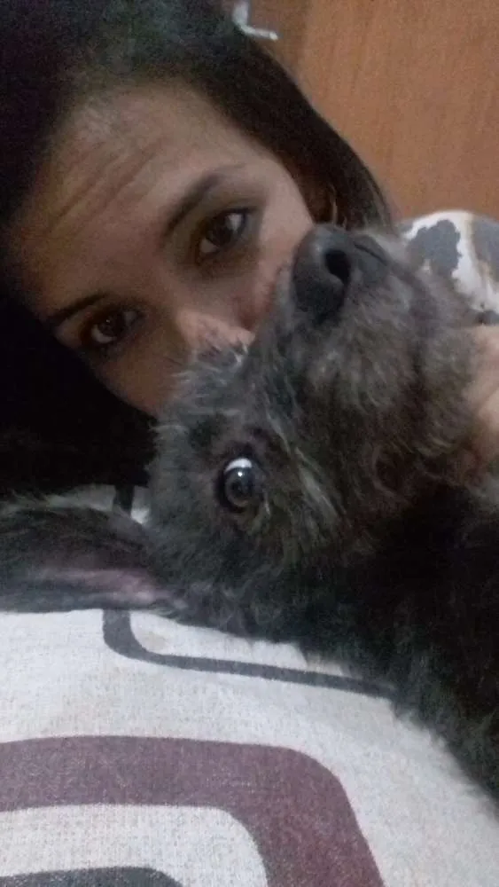 Cachorro ra a Misturado com poodle idade 2 a 6 meses nome Tedy