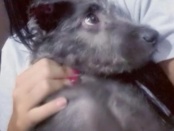 Cachorro ra a Misturado com poodle idade 2 a 6 meses nome Tedy