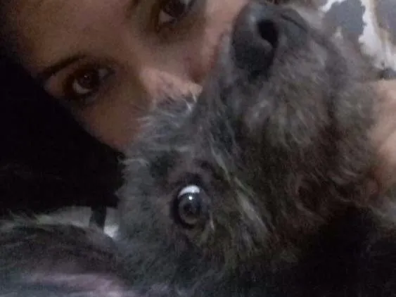 Cachorro ra a Misturado com poodle idade 2 a 6 meses nome Tedy