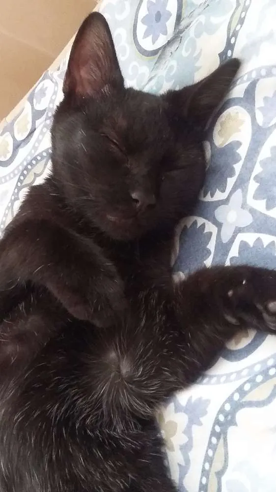 Gato ra a Nenhuma idade 2 a 6 meses nome Nun