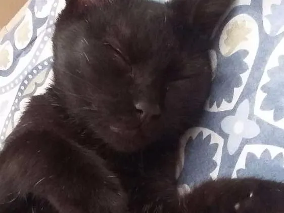 Gato ra a Nenhuma idade 2 a 6 meses nome Nun