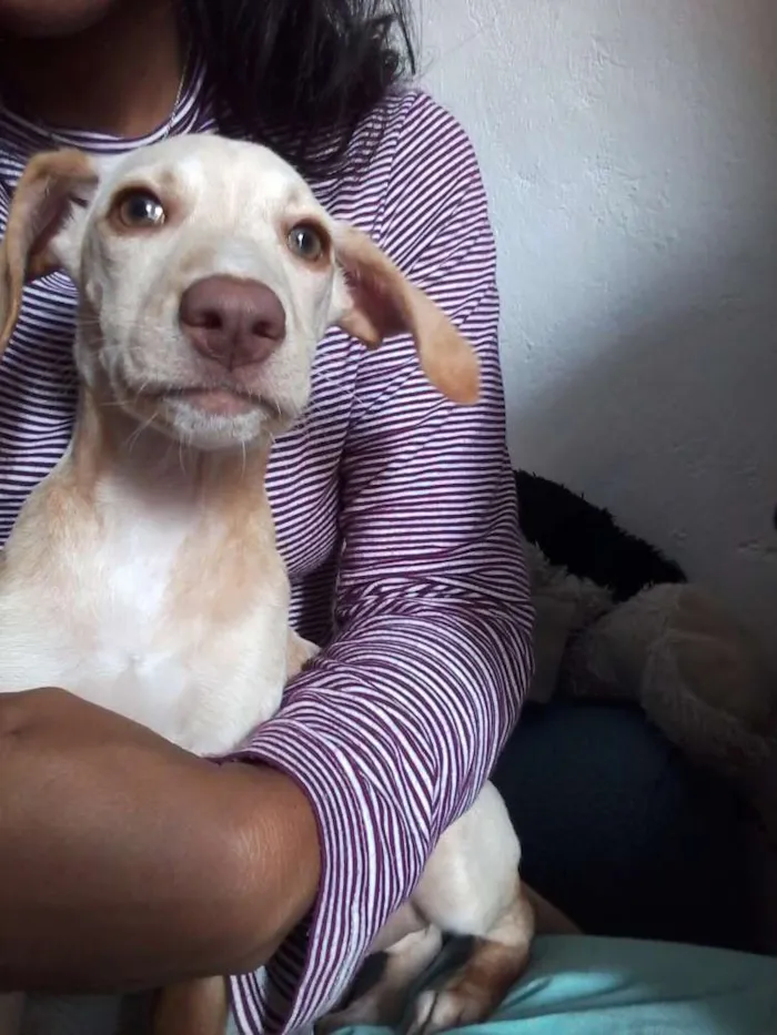 Cachorro ra a Não sei a raça mais não é viralata idade 2 a 6 meses nome Girasol