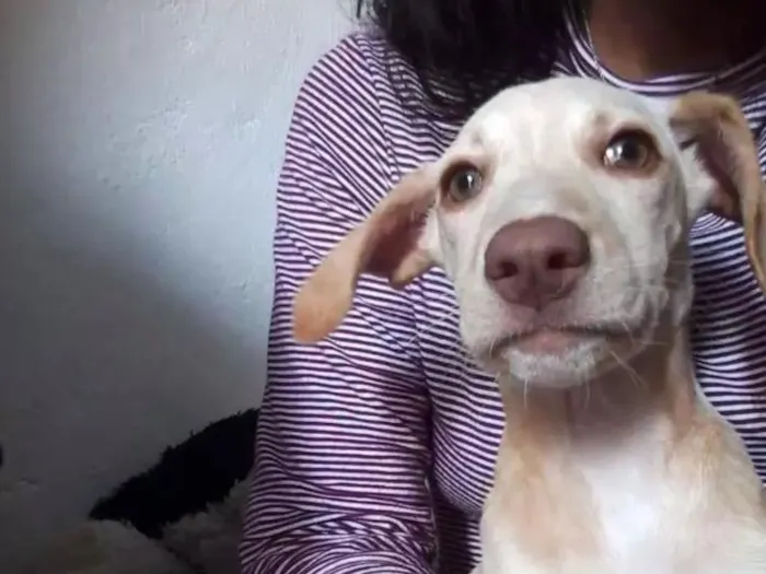 Cachorro ra a Não sei a raça mais não é viralata idade 2 a 6 meses nome Girasol
