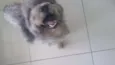 Babi