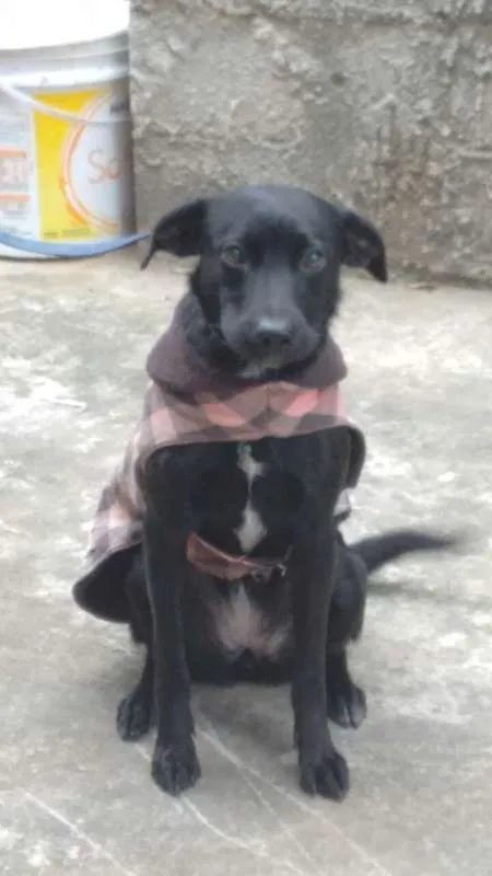 Cachorro ra a SEM RAÇA idade 7 a 11 meses nome ZARA