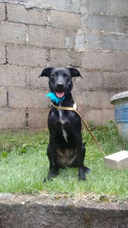 Cachorro ra a SEM RAÇA idade 7 a 11 meses nome ZARA