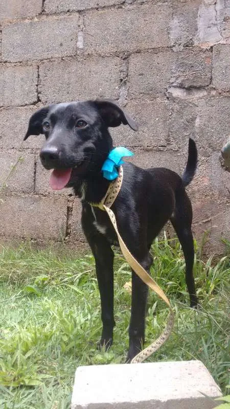 Cachorro ra a SEM RAÇA idade 7 a 11 meses nome ZARA