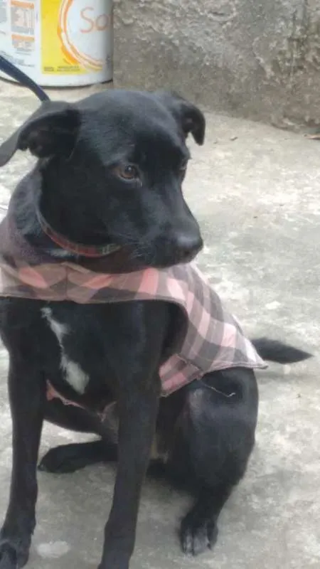 Cachorro ra a SEM RAÇA idade 7 a 11 meses nome ZARA