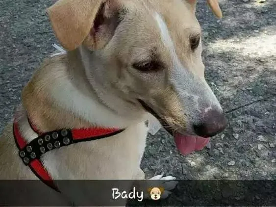 Cachorro ra a Misturado idade 7 a 11 meses nome Bady