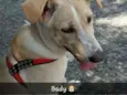 Bady