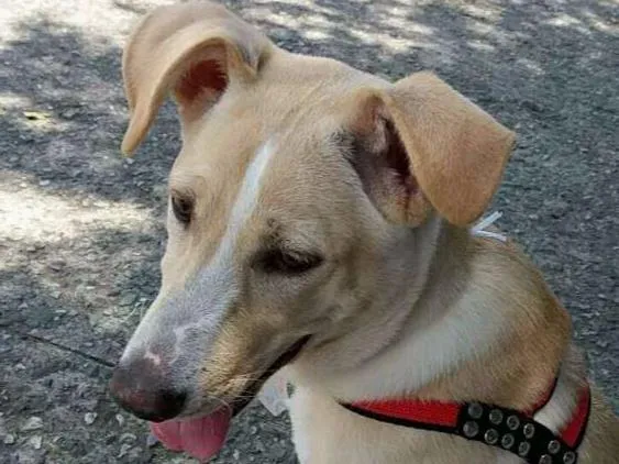 Cachorro ra a Misturado idade 7 a 11 meses nome Bady