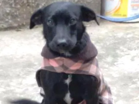 Cachorro ra a SEM RAÇA idade 7 a 11 meses nome ZARA