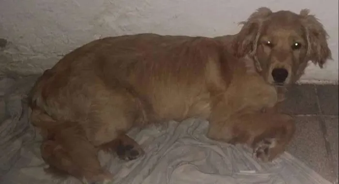 Cachorro ra a golden c/ cocker idade 1 ano nome Kyara