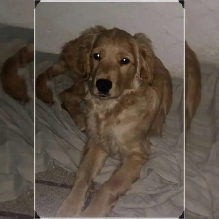 Cachorro ra a golden c/ cocker idade 1 ano nome Kyara