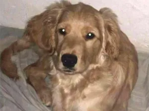 Cachorro raça golden c/ cocker idade 1 ano nome Kyara