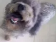 Babi