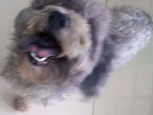 Cachorro raça Indefinida idade 2 anos nome Babi