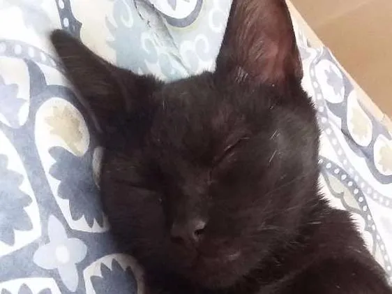 Gato ra a Nenhuma idade 2 a 6 meses nome Nun