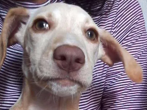 Cachorro ra a Não sei a raça mais não é viralata idade 2 a 6 meses nome Girasol