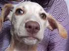 Cachorro raça Não sei a raça mais não é viralata idade 2 a 6 meses nome Girasol