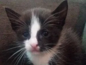Gato raça Indefinida  idade 2 a 6 meses nome Sem nome