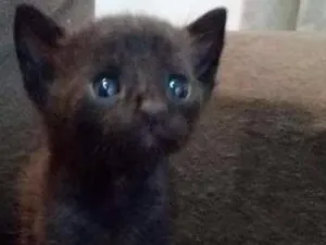 Gato raça Sem raça  definida idade 2 a 6 meses nome Sem nome