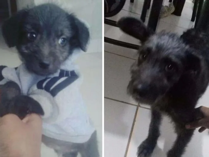 Cachorro ra a Misturado com poodle idade 2 a 6 meses nome Tedy