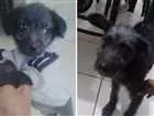 Cachorro raça Misturado com poodle idade 2 a 6 meses nome Tedy